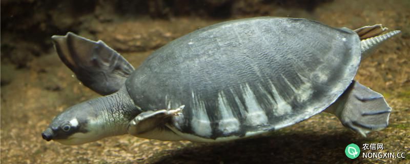 猪鼻龟可以一直在水里吗，可以深水养吗