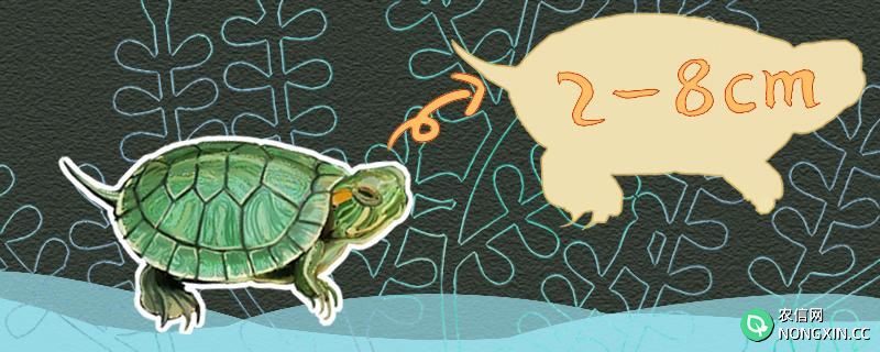 大的巴西龟怎么养，巴西龟能养大吗