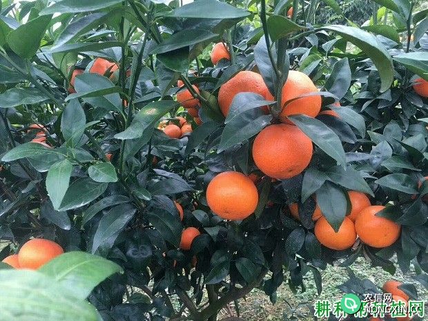 什么措施能让柑橘更甜