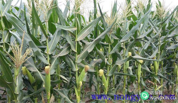 影响甜玉米采收的其他因素