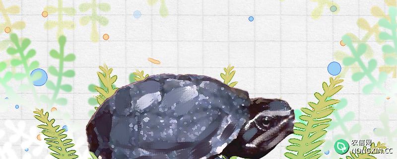 迷你麝香龟能长多大，能活多久