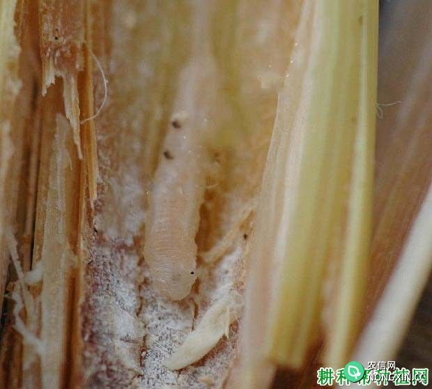 种植小麦如何防治麦秆蝇