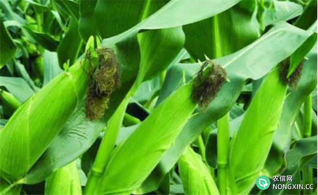 影响夏玉米产量的主要因素有哪些