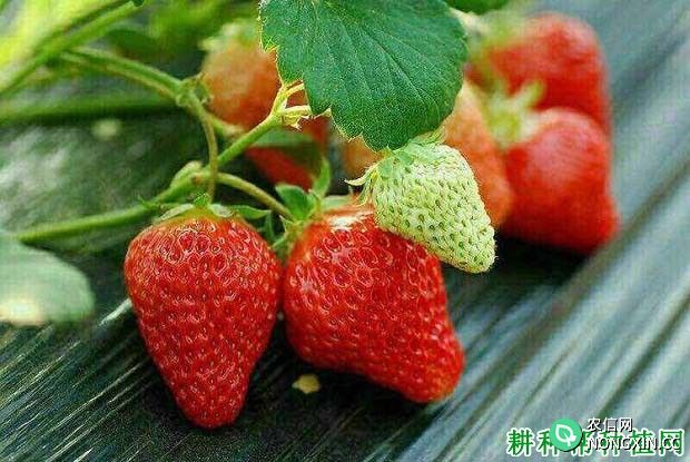草莓在花果期怎样管理