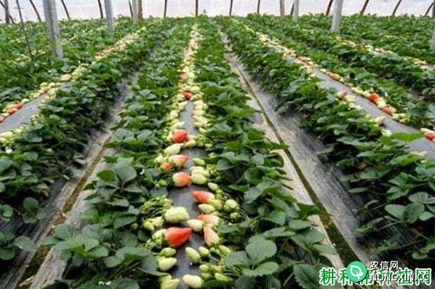草莓在花果期怎样管理