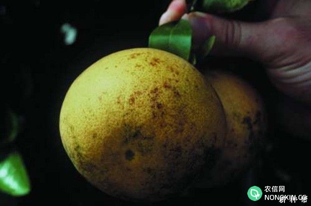 柑橘脂点黄斑病防治方法有哪些附图片