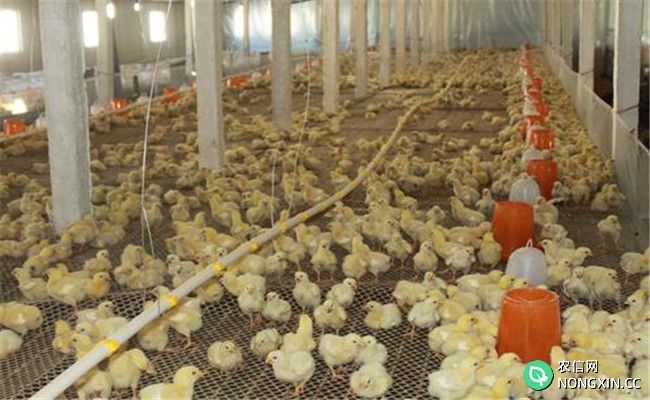 肉鸡养殖中如何减少疾病的四个关键点