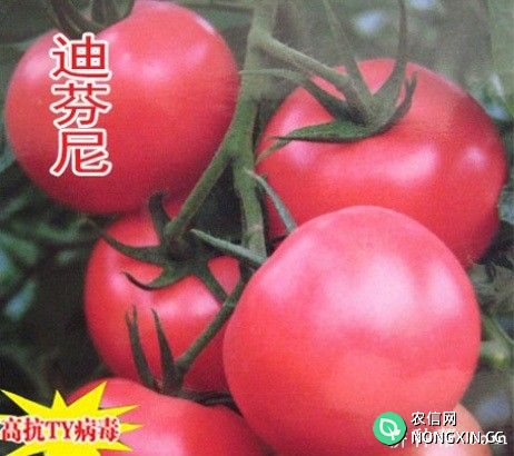 迪芬尼番茄品种好不好