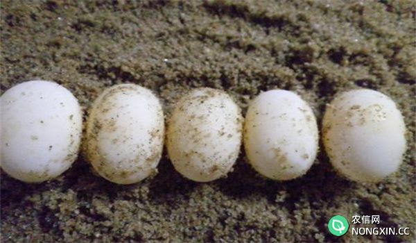 龟卵受精率低的原因是什么
