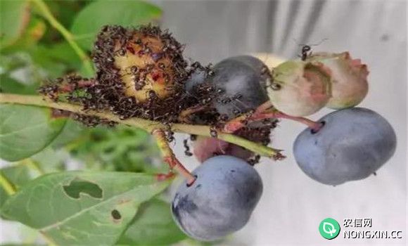 蓝莓虫害的防治措施与步骤