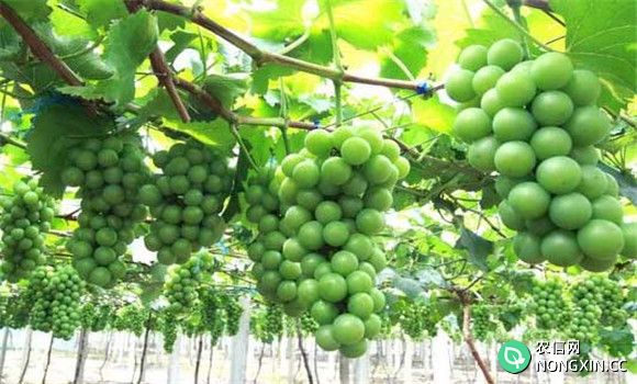葡萄的栽培与管理