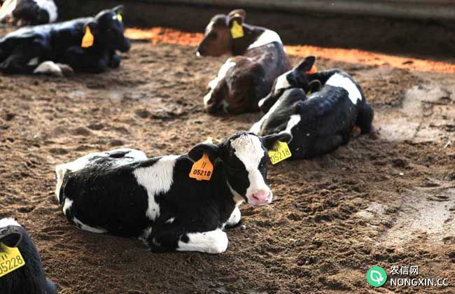 牛前胃弛缓的发病原因是什么
