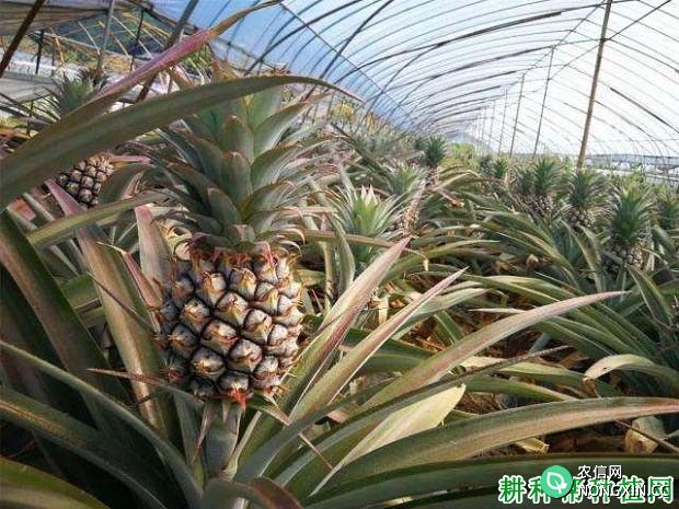 种植菠萝夏季主要的管理要点有哪些