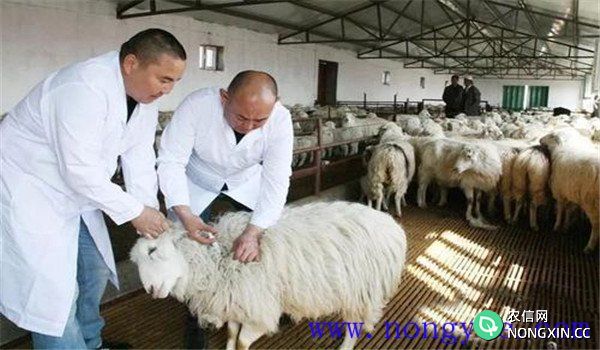 羊衣原体感染怎么治疗