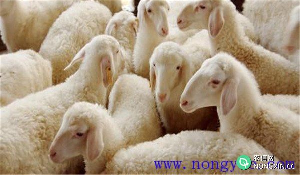 羊衣原体感染病的流行特点