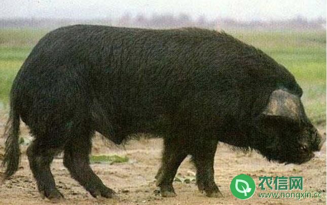 淮安黑猪品种简介，淮安黑猪的几大特点(图1)