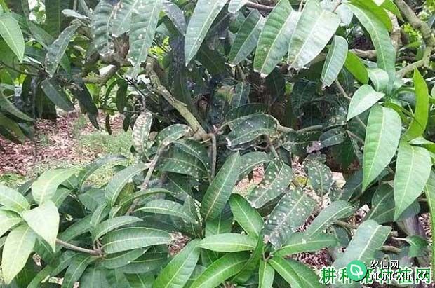 种芒果如何防治芒果藻斑病