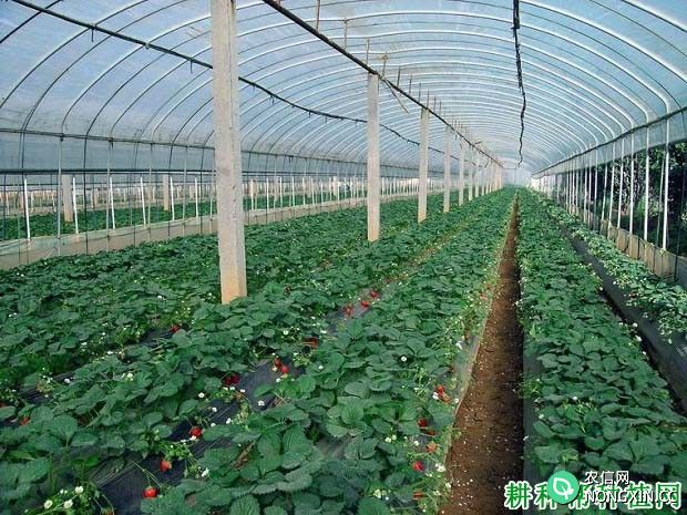 种植草莓高产的关键措施有哪些