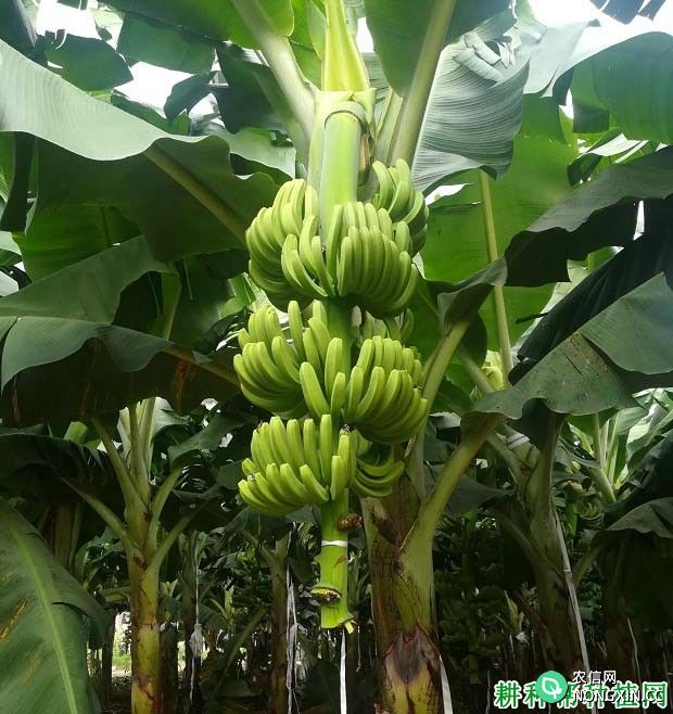 香蕉的种植和管理工作