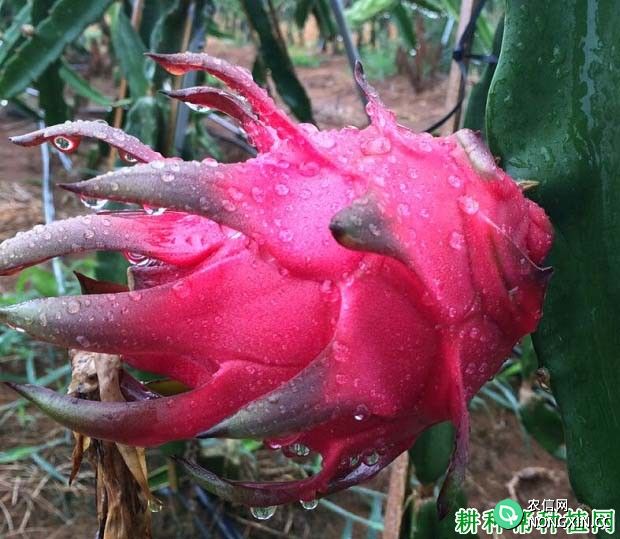 桂香红火龙果品种好不好