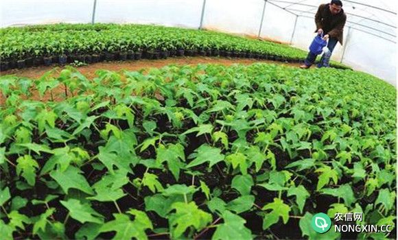 番木瓜育苗方法与步骤