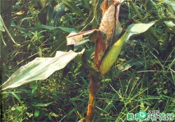 玉米平脐蠕孢茎基腐病如何防治