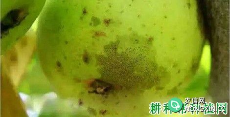 苹果蝇粪病如何防治
