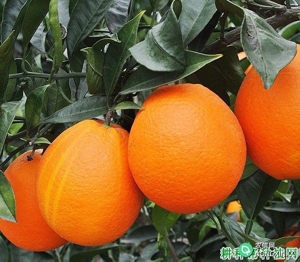 红翠2号脐橙品种好不好