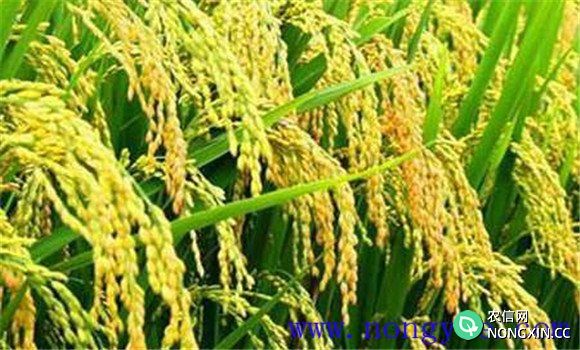 水稻精确定量栽培技术要点