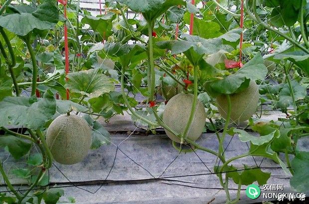 日光温室如何种植甜瓜