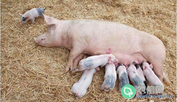 母猪产后不吃食怎么办，母猪产后不食的防治方法