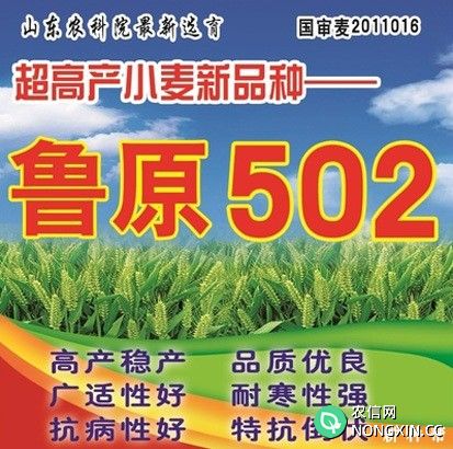 鲁原502小麦品种介绍