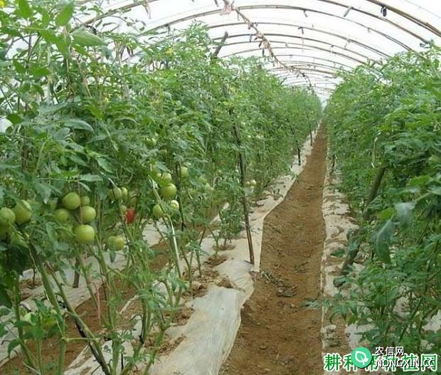 番茄喷什么药能延长生长期并提高产量