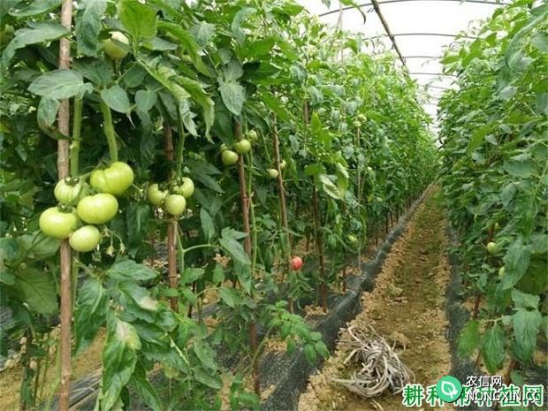 番茄喷什么药能延长生长期并提高产量