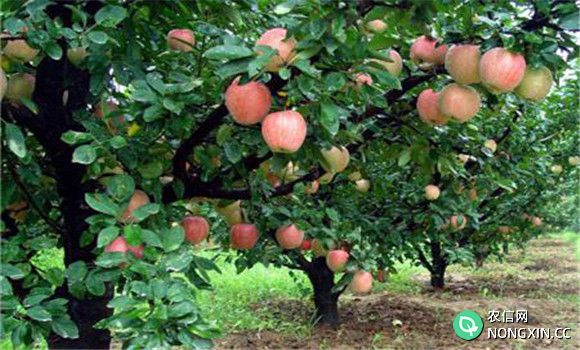 苹果树的需肥时期和种类