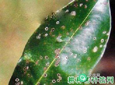 种荔枝如何防治荔枝藻斑病