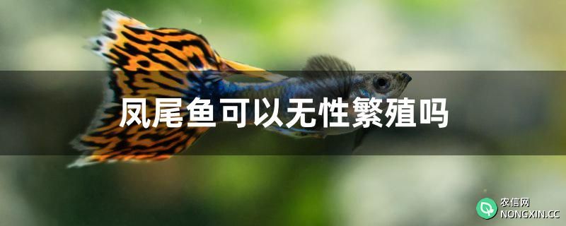 凤尾鱼可以无性繁殖吗
