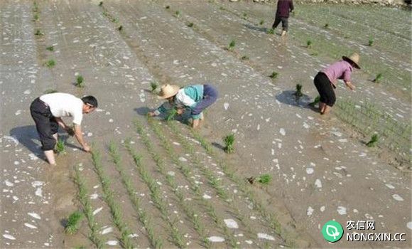 水稻旱作技术 国外水稻旱作新法