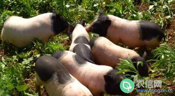 巴马香猪的养殖效益怎么样