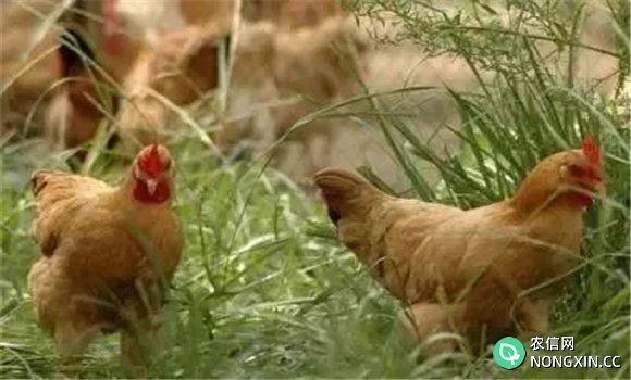 鸡传染性支气管炎的流行特点