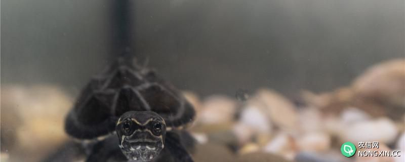 麝香龟一次喂多少龟粮，应该喂几次