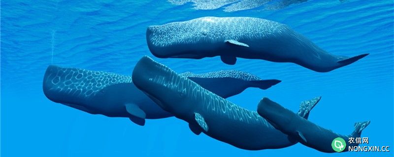 鲸鱼有多少种，常见品种有哪些