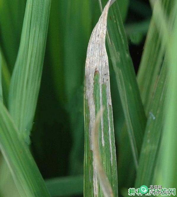 水稻叶尖枯病如何防治水稻叶尖枯病用什么药防治