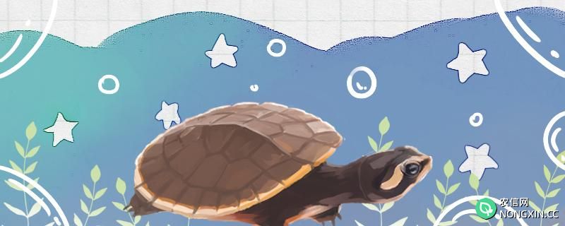 圆澳龟适合水深多少，适合的温度多少