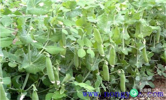 豌豆种植技术与管理技术要点