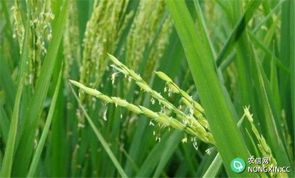 水稻灌浆期需要多长时间
