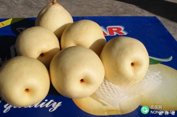 孕妇能吃梨吗孕妇吃梨有什么好处