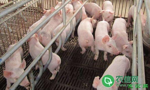 一头生猪的利润是多少，影响生猪利润的因素有哪些