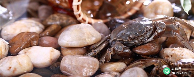 螃蟹如何分辨公母，公母能一起养吗