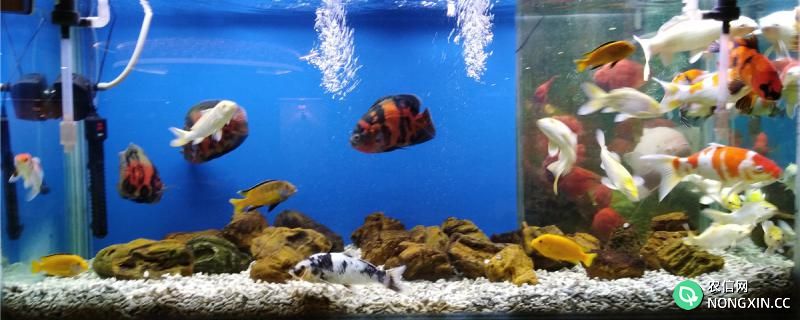 鱼在鱼缸里能放高锰酸钾吗，不同浓度的高锰酸钾怎么用